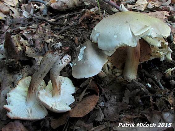 Photos - Čirůvka mýdlová