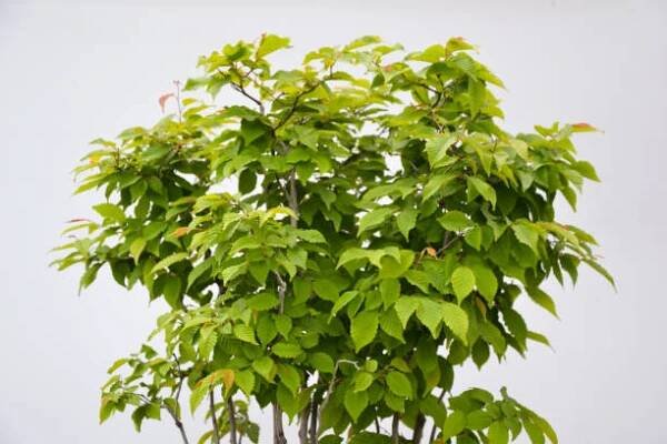 bonsai strom listy. bukový fagus strom bonsai. habr carpinus listy. krásná malá rostlina. techniky pěstování bonsají. čerstvé zelené listy. - habr obecný - stock snímky, obrázky a fotky