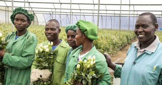 Těhotné mezi záhony růži omdlévaly i rodily. Podmínky na květinových farmách v Keni se zlepšily, uhlíková stopa zůstává problémem