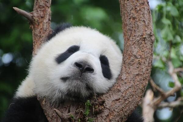 Cooking and Coding part 1: Damn it pandas...