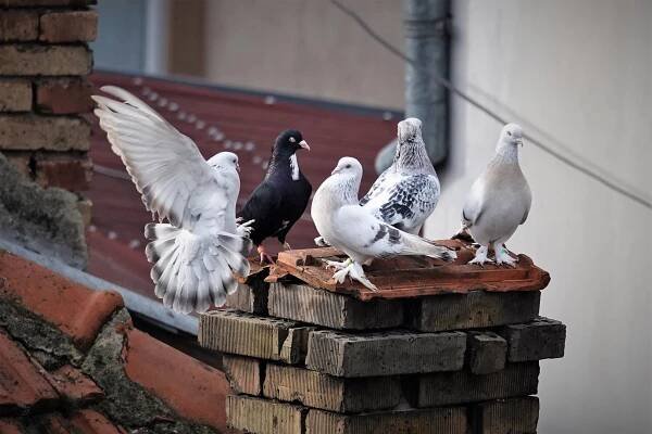 A Russian Journalist Living In Varna