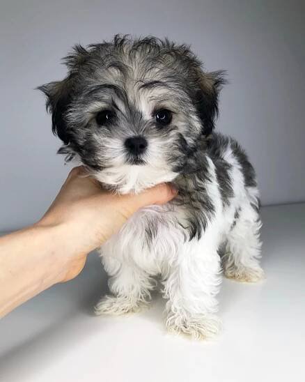 Teacup maltipoo maltese poodle Puppy! holly - iHeartTeacups