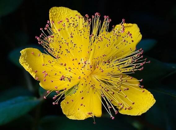 Soubor:Hypericum calycinum Tasmania.jpg – Wikipedie