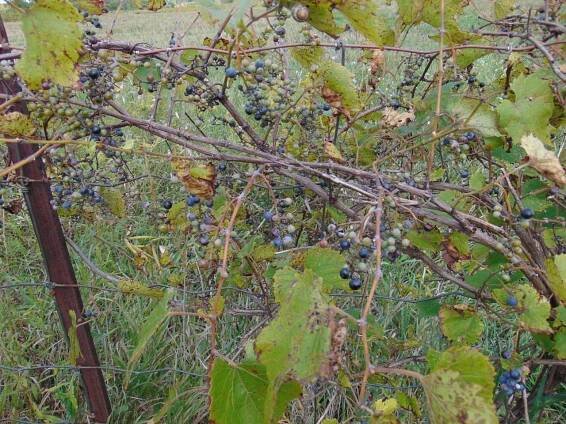 Vitis riparia. Foto © Wikimedia Commons