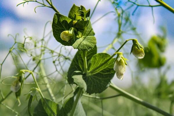Growing peas in the garden