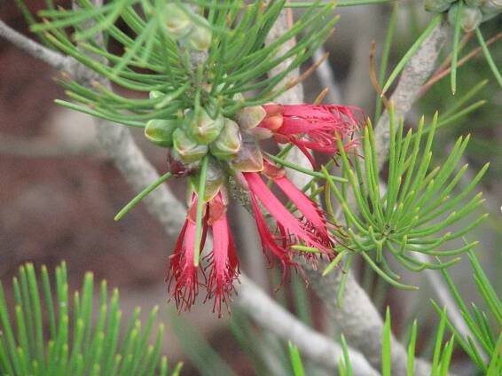 Calothamnus graniticus