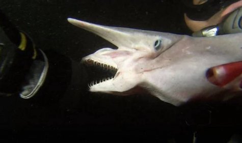 VIDEO: Nejpodivnější žraloci, se kterými se můžete na planetě setkat