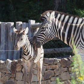 Zebra porodila přímo před návštěvníky zoo, další mláďata jsou na cestě