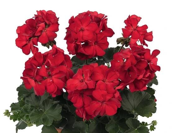 Pelargonium interspecific | Balkonovky