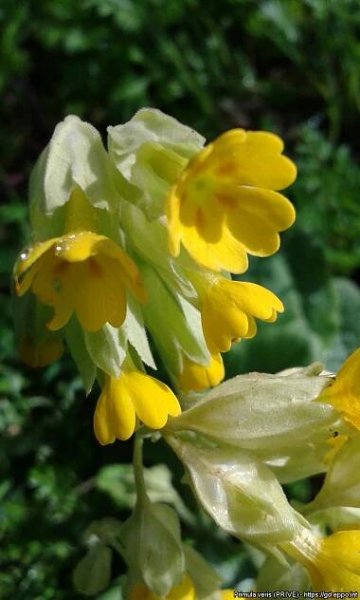 Primula veris (PRIVE)[Photos]| EPPO Global Database