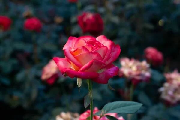 As flores de rosa brilhantes — Imagem de Stock