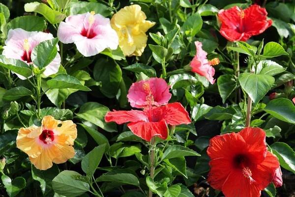 ibišek čínský (Hibiscus rosa–sinensis)