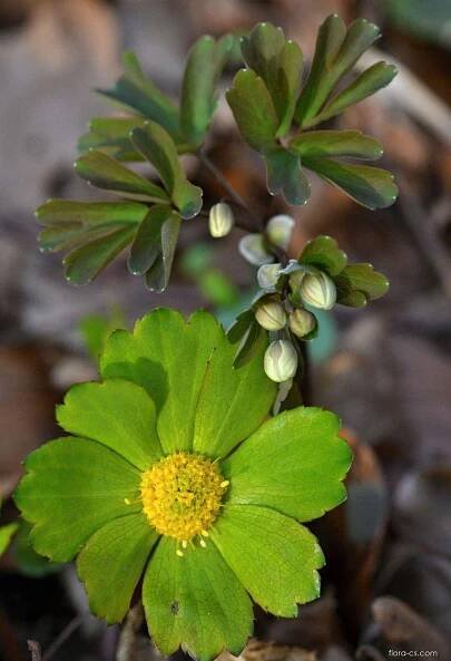 Hvězdnatec zubatý (Hacquetia epipactis)