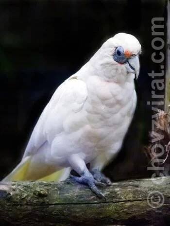 Kakadu hrabavý (tenkozobý) (Cacatua pastinator)