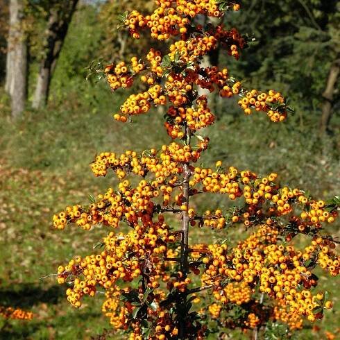 Hlohyně šarlatová TETON