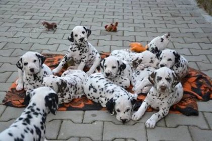 Dalmatin prodám štěně dalmatina