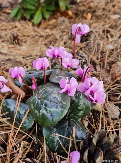 Brambořík (Cyclamen)