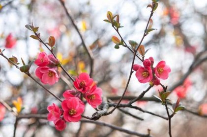 Flowering Quince: Plant Care & Growing Guide
