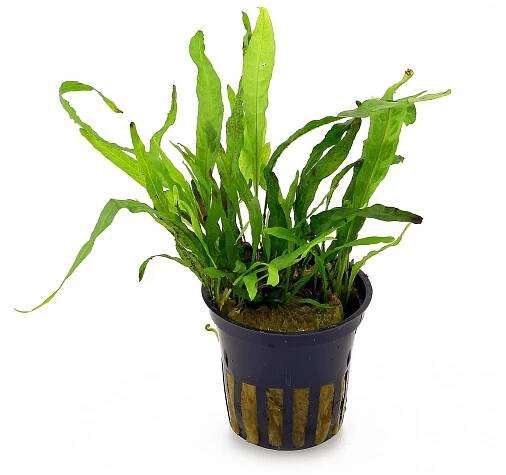 Microsorium pteropus 'Narrow'