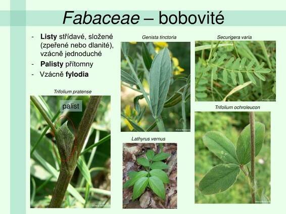 PPT - Fabaceae – bobovité PowerPoint Presentation, free download - ID:5200762
