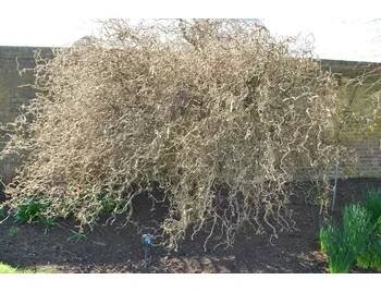 Corylus avellana 'Contorta' Keř - kontejner 4 l, v. 40-60 cm