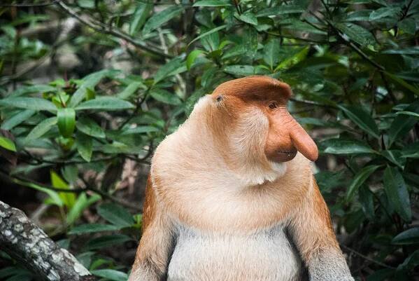 Sabah Proboscis Monkey Sanctuary