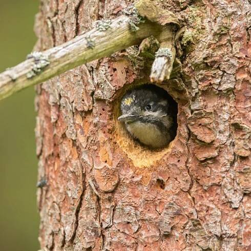 Šplhavci | Štěpán Mikulka | Wildlife fotograf