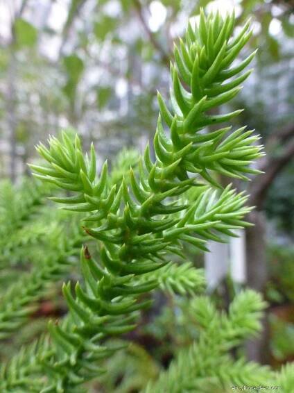 Fotogalerie DF: araucaria heterophylla; 1