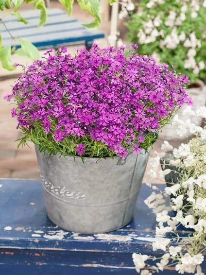 Phlox subulata ´Purple Beauty´ , Plamenka šídlovitá, K9