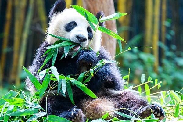WWF Newsletter - WWF Österreich