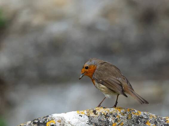 Photo of a robin taken with the Olympus OM-1 Mark II