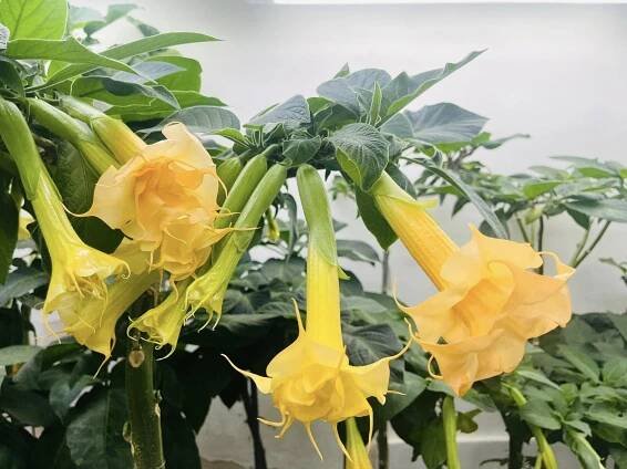 WALTZ | Brugmansia