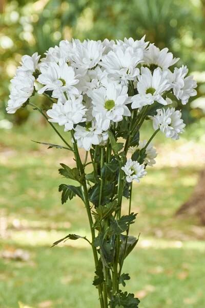 POMPON PREMIUM - Flores Silvestres