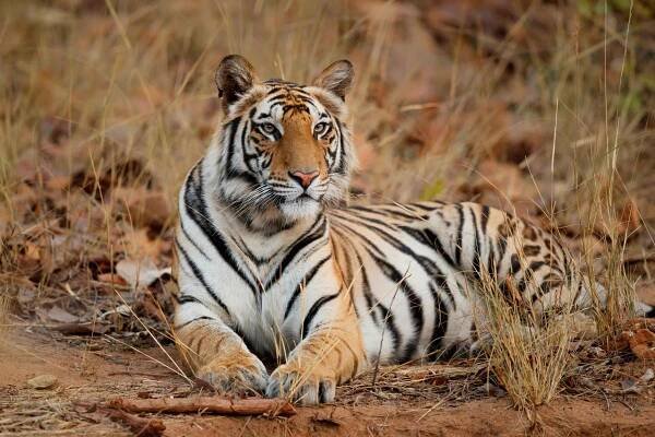 Best Animal Experiences: 10 of the Most Epic Wildlife Encounters in the World