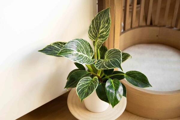 Philodendron Birkin Has Unique Variegated Foliage