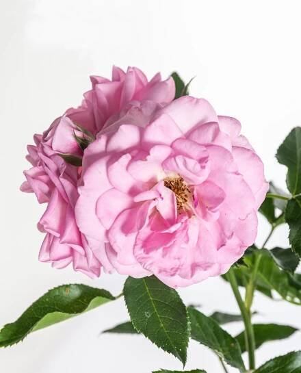 Růže mnohokvětá Kordes, Rosa Nautica, fialová, skladem | ZAZUMi.cz