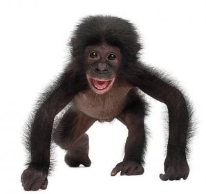 baby bonobo, pan paniscus, 4 měsíce - šimpanz bonobo - stock snímky, obrázky a fotky