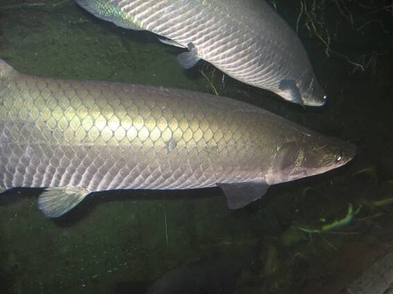 Arapaima velká