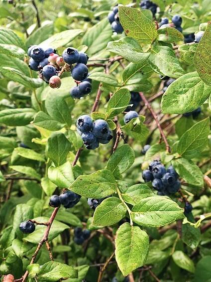 …On Blueberry Hill – The Happy Kim