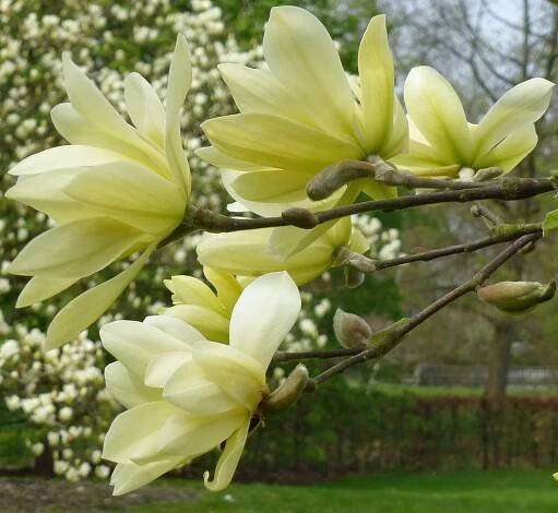 Magnolia Cultivars G 'Gold Star'