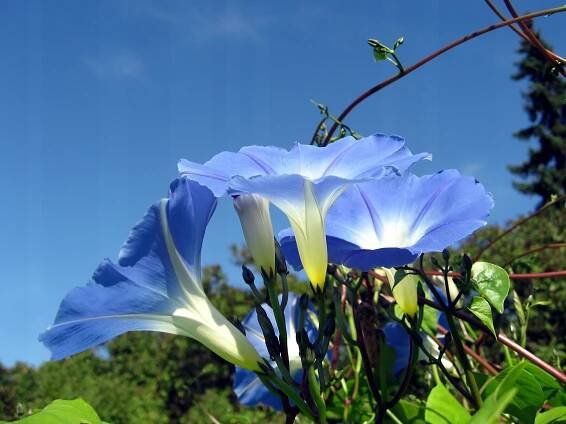 VILEC MORNING GLORY IPOMOEA TRICOLOR SEMENÁ 1G Značka Ethno-garden Agnieszka Magdalena Głogowska
