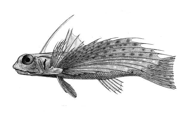 Soubor:Dactylopterus orientalis Ford 60.jpg