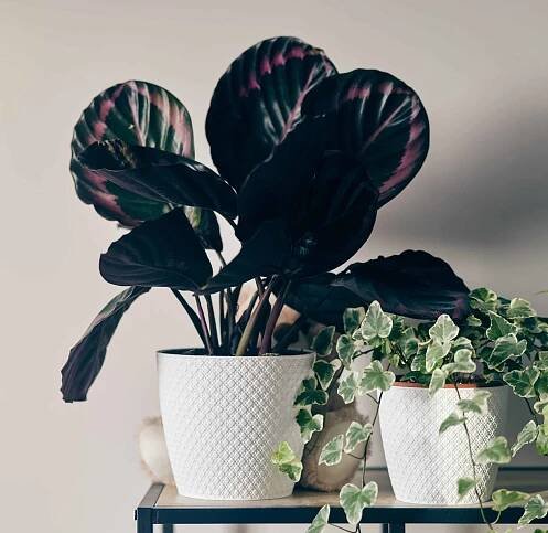 Calathea Medallion