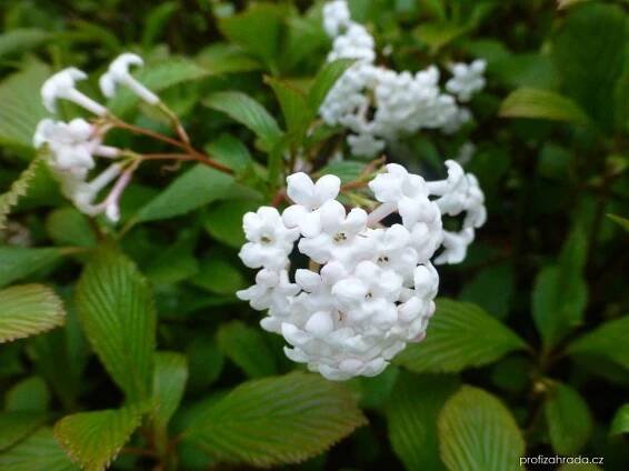 Kalina vonná - Viburnum farreri Nanum, květy, květenství