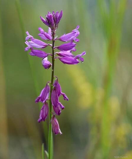 Vítod větší (Polygala major)
