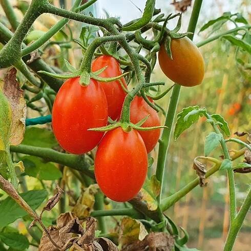 BIO semena rajčete – BIO Rajče Taste F1 – Solanum lycopersicum