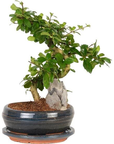 Bonsai s dekoračním kamenem průměr květináče cca 21 cm