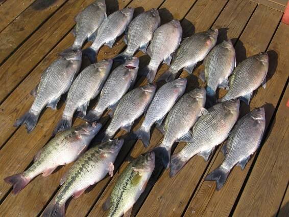 Fishing Gallery - Trace Hollow Resort