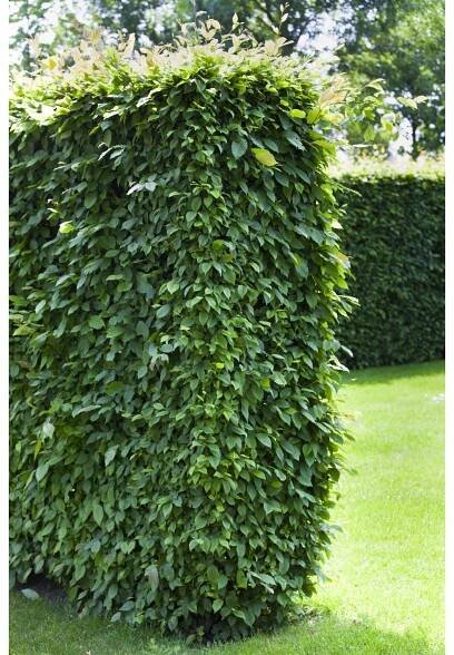 Landgard Habr obecný (Carpinus betulus) výška 80-100 cm, 3 l, 50 ks