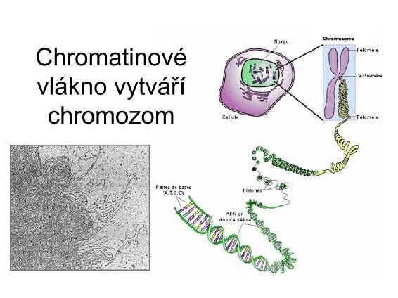Chromatinové vlákno vytváří chromozom 